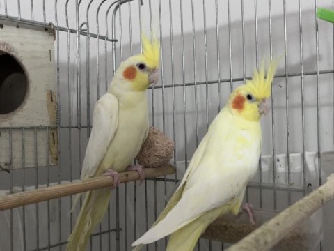 Yumurtalı lutino sultan papağanı çifti