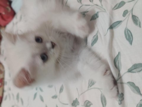 Safkan british shorthair ns1133 yavru
