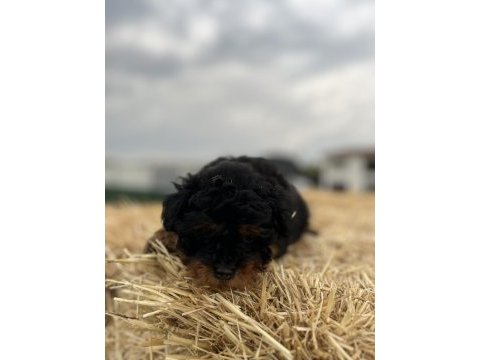 Black tan maltipoo eşsiz güzellikte yavrumuz