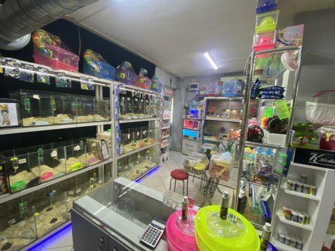 Ele alışık hamster antalya hamster çiftliği
