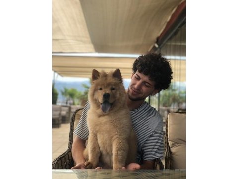 Chow chow çin aslanı