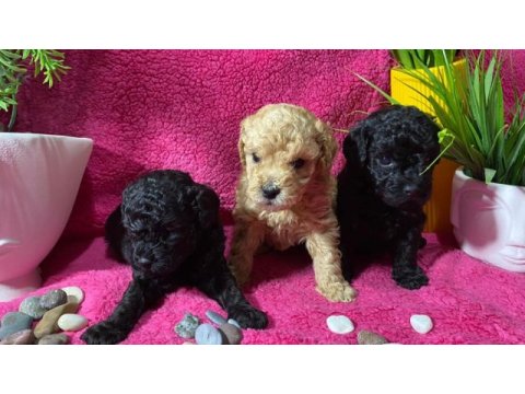 Poodle akademi siyah köpekler