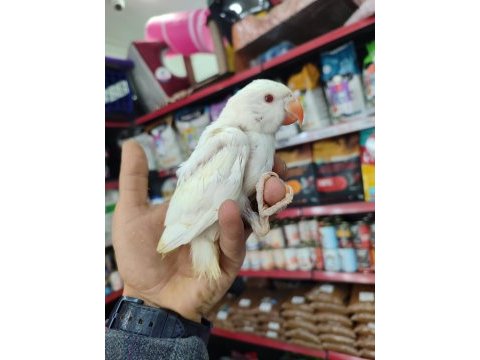 Mavi turkuaz beyaz albino pakistan papağanı