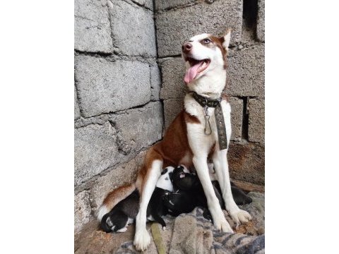 Husky yavrularım