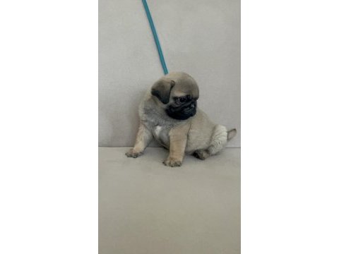 Erkek pug yavrumuz yeni ailesini arıyor