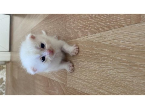 Mersin scottish fold british shorthair kedi