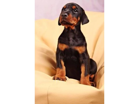 Ruhsatlı köpek çifliğinden doberman yavrular a scrli