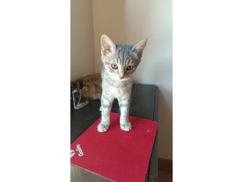 British shorthair