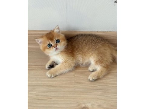 British shorthair erkek yavru teslime hazır