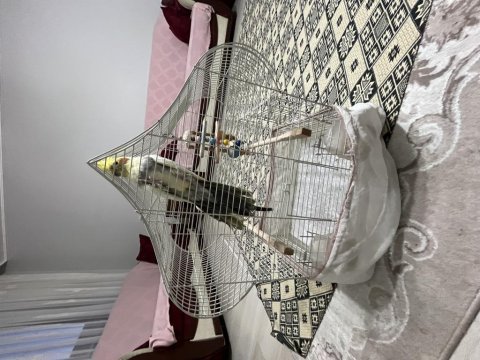 Keyfince konuşan erkek sultan papağanı acil kafesle