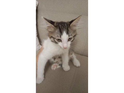 2 buçuk aylık oyuncu kedim