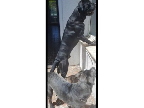 A şecereli cane corso yavrularımız