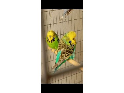 Show jumbo muhabbet kuşu
