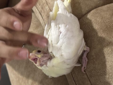 Henüz 1 aylık olmamış sultan papağını yavruları