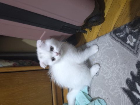 2 buçuk aylık tosun scottish fold oğluşlar