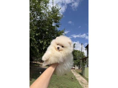 Kusursuz karbeyaz erkek pomeranian boo