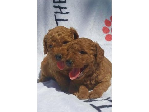 Orijinal red brown toy poodle yavrularımız