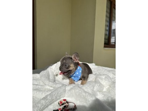 French bulldog ( ırk garantili )