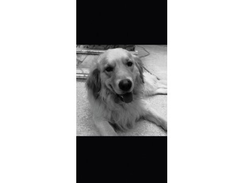 Golden retriever 4 yaşında