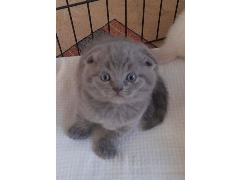 Bayram şekeri scottish fold
