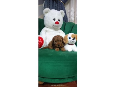 45 günlük poodle kuru mama yiyorlar