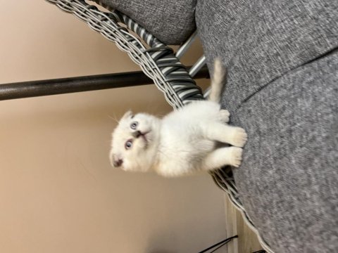 Orjinal ırk scottish fold