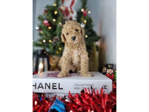 Mükemmel kalitedeki toy poodle yavrularımız
