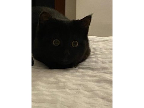 Siyah bebek kedimize yuva arıyoruz