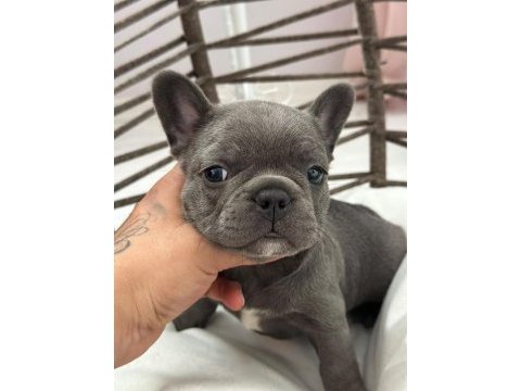 Kaliteli blue french bulldog bebekler