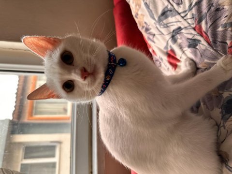 4 aylık 2 yavru kedimiz