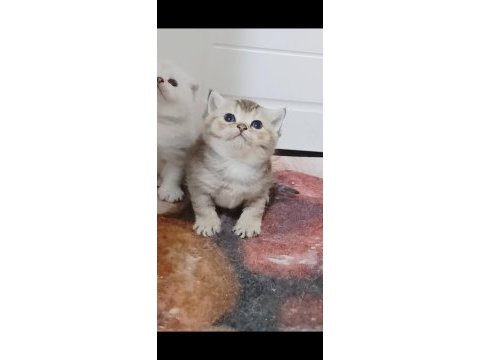 Top kafa safkan british kızımız