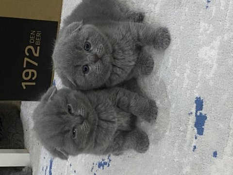 British scottish shorthair erkek kediler