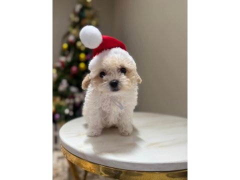 Anne altından safkan maltipoo bebekler