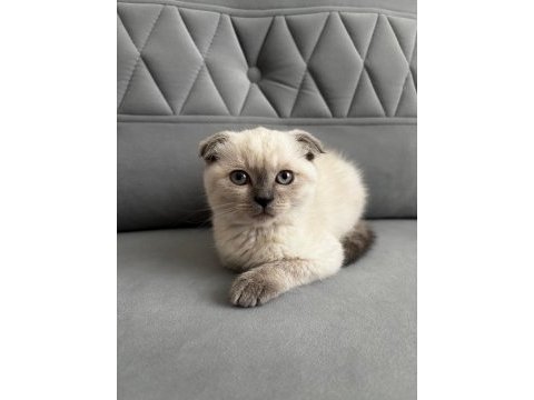 Daha tatlısı yok 3 aylık scottish fold