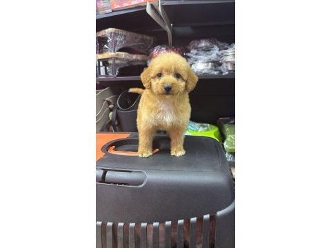 Maltipoo dişi erkek