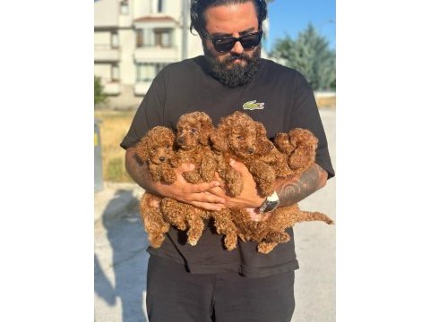 Ankara’nın en üst a kalite toy bebekler 