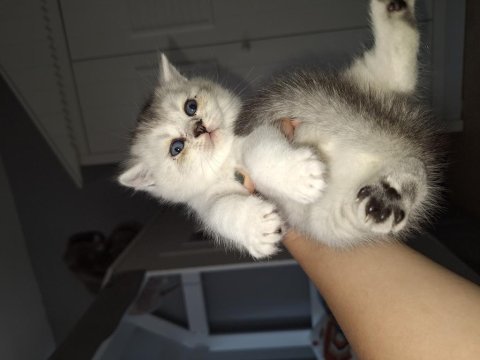 Kendi kedilerimin orjinal yavruları