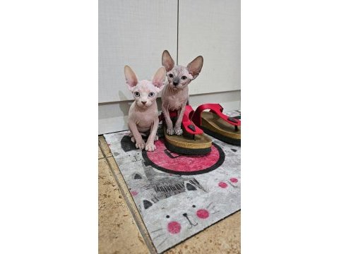 Canadian sphynx yavrular