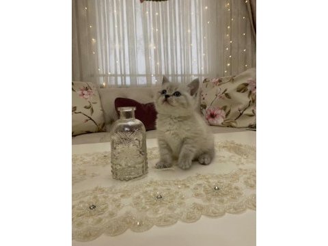 British shorthair yavrularım