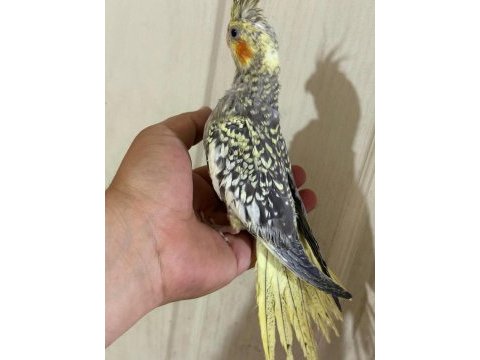 52 günlük ful evcil kusursuz bebek sultan