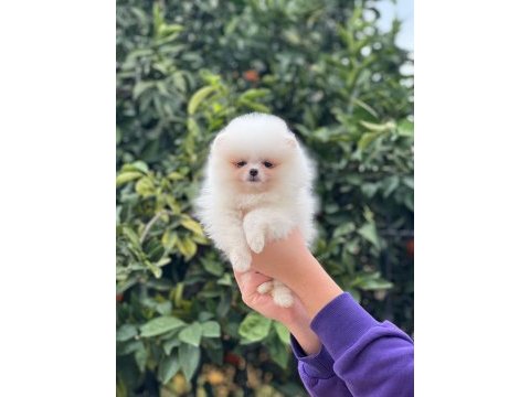 Show kalite ayı surat pomeranian boo yavrular
