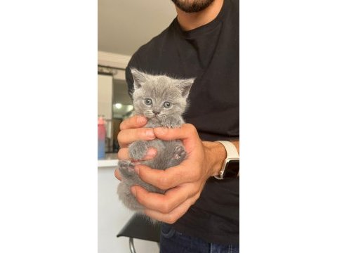 Safkan british shorthair yavru