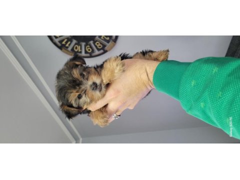 Orjinal mini yorkshire terrier bebekler