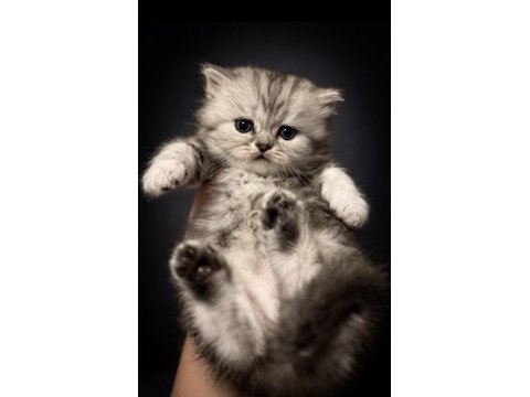Muhteşem güzellikte safkan british longhair yavrumuz