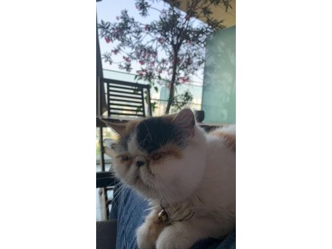 Kedi sahiplendirmek istiyorum