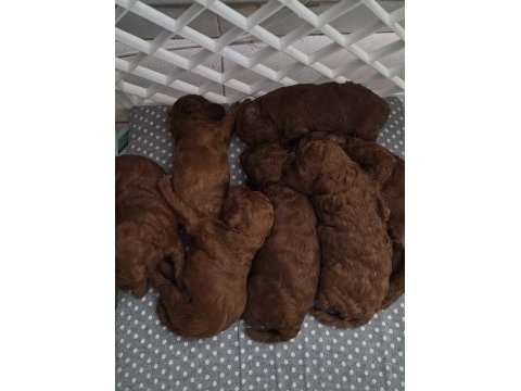 Kızıl kürk yapılı teacup poodle bebeklerimiz
