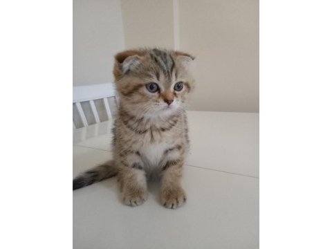 Scottish fold dişi