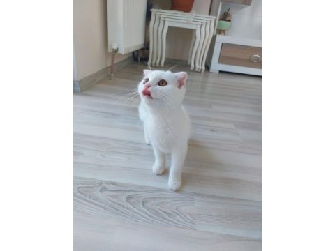 Kehribar gözlü scottish fold kediciklerim