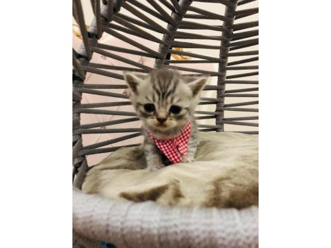 British shorthair yavru kediler yeni evlerini arıyorlar