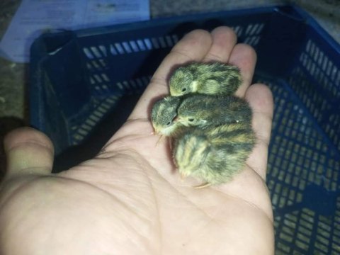 1 haftalık çin bıldırcın yavruları